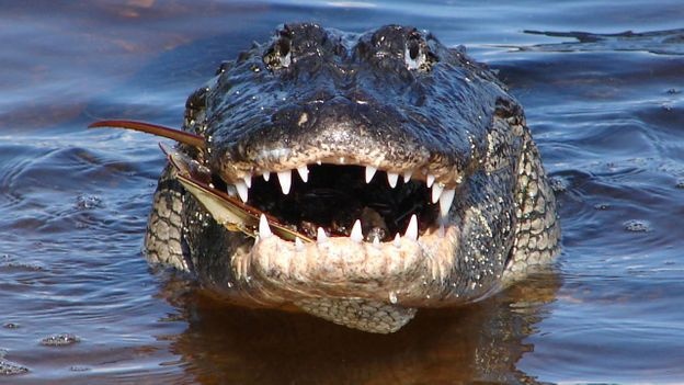 Dam toi tap vao dau ca sau de giai cuu em gai song sinh hinh anh