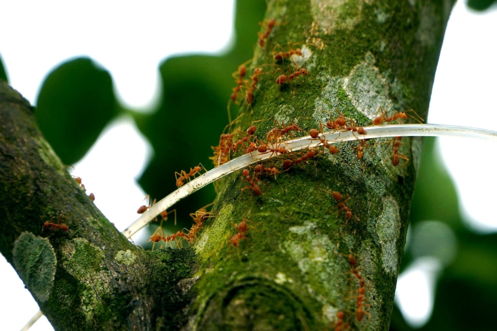 Nong dan nuoi tram to kien vang 'canh giu' vuon buoi sach hinh anh