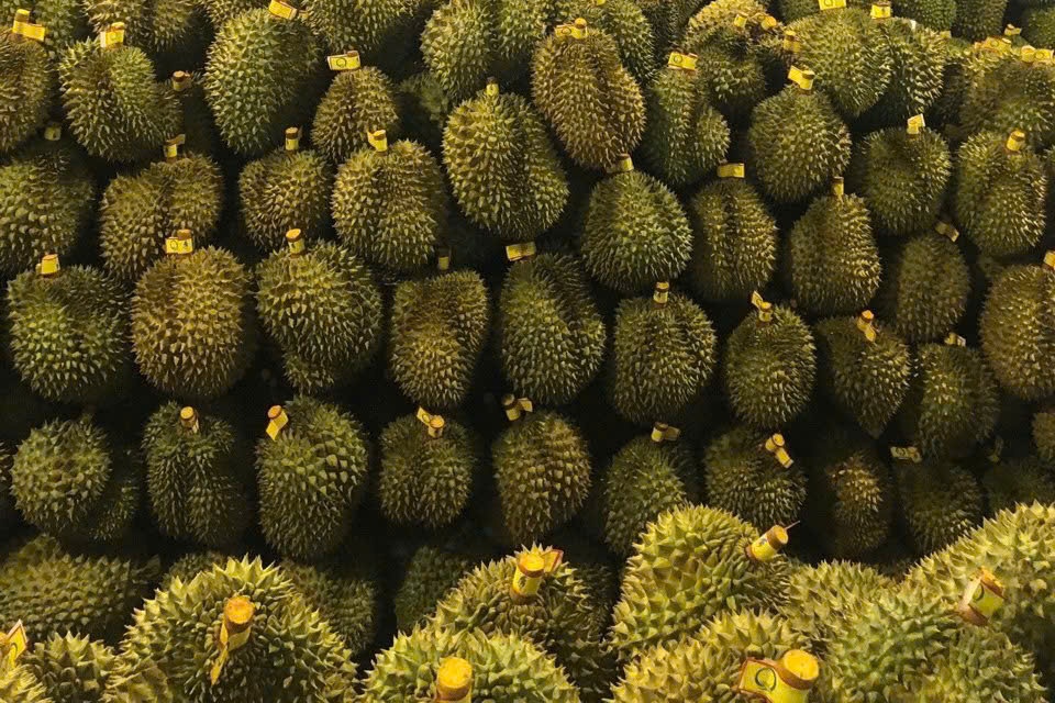 Sau rieng tang gia gap doi hinh anh