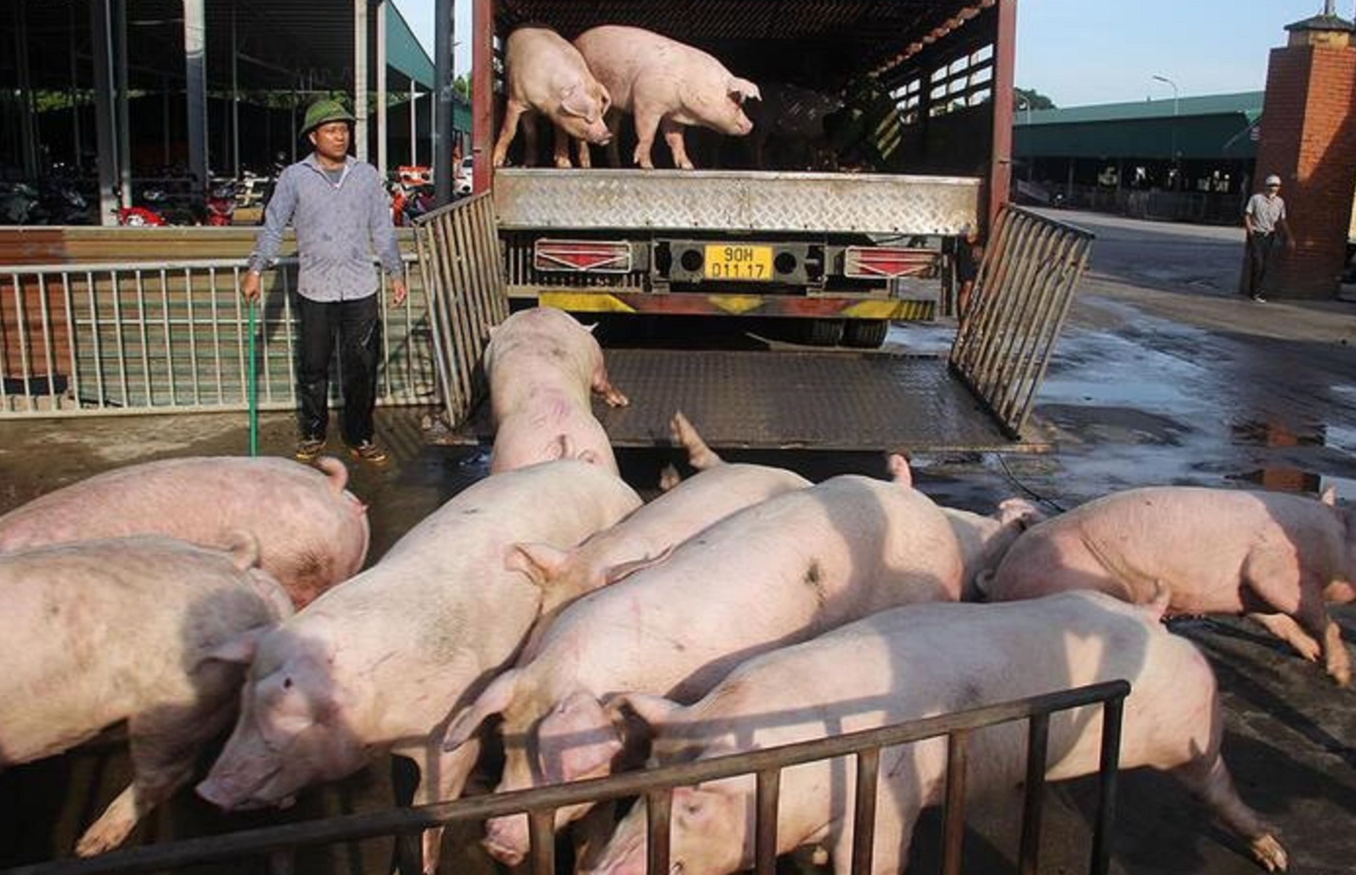 73.000 con heo chet do dich trong thang, cuoi nam co lo thieu thit heo hinh anh