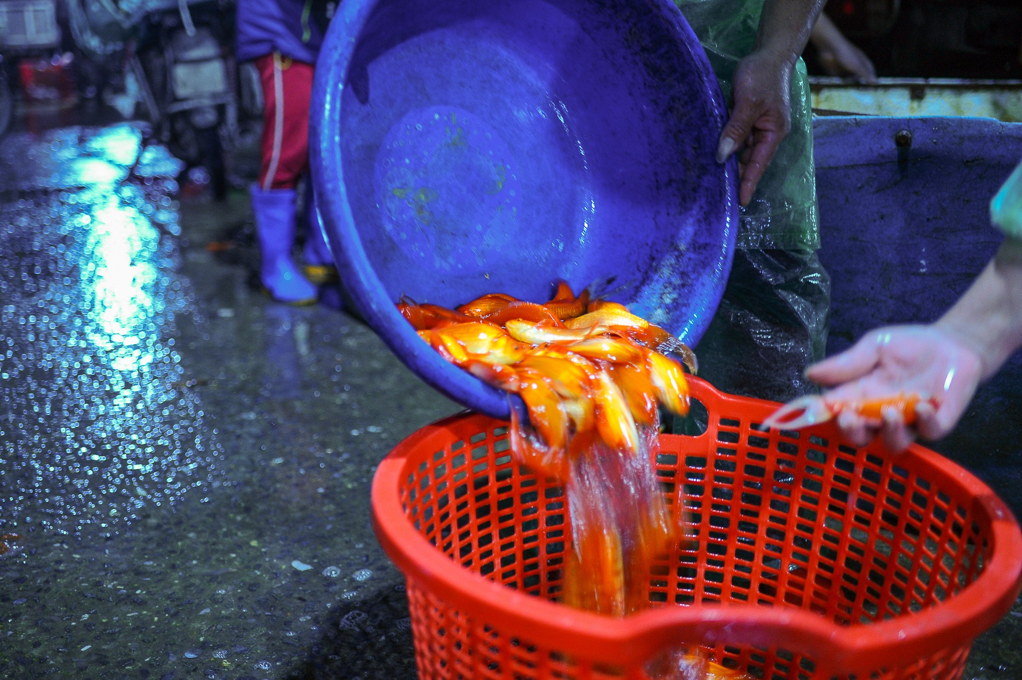 Tet ong cong ong tao anh 8