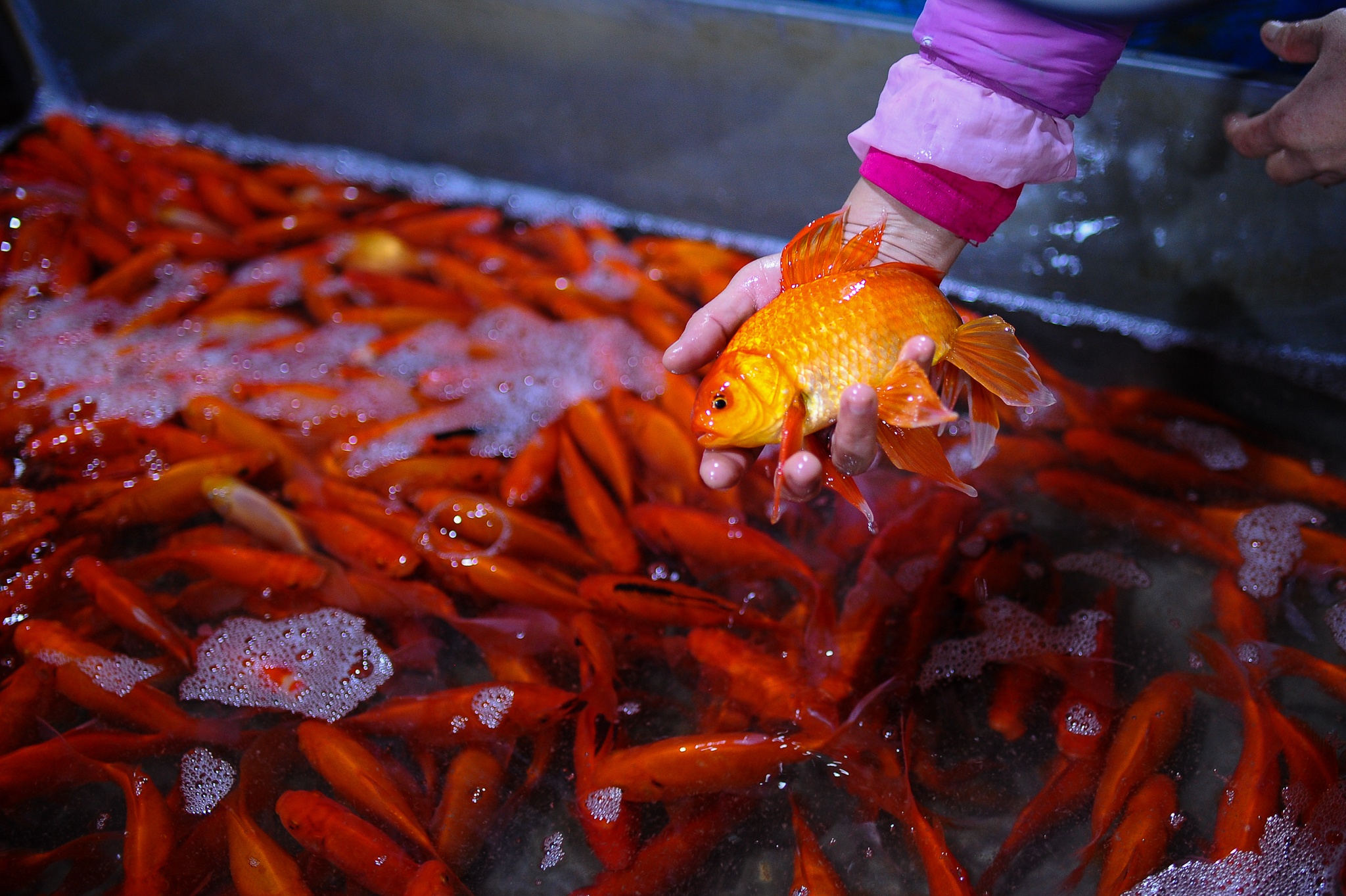 Tet ong cong ong tao anh 3