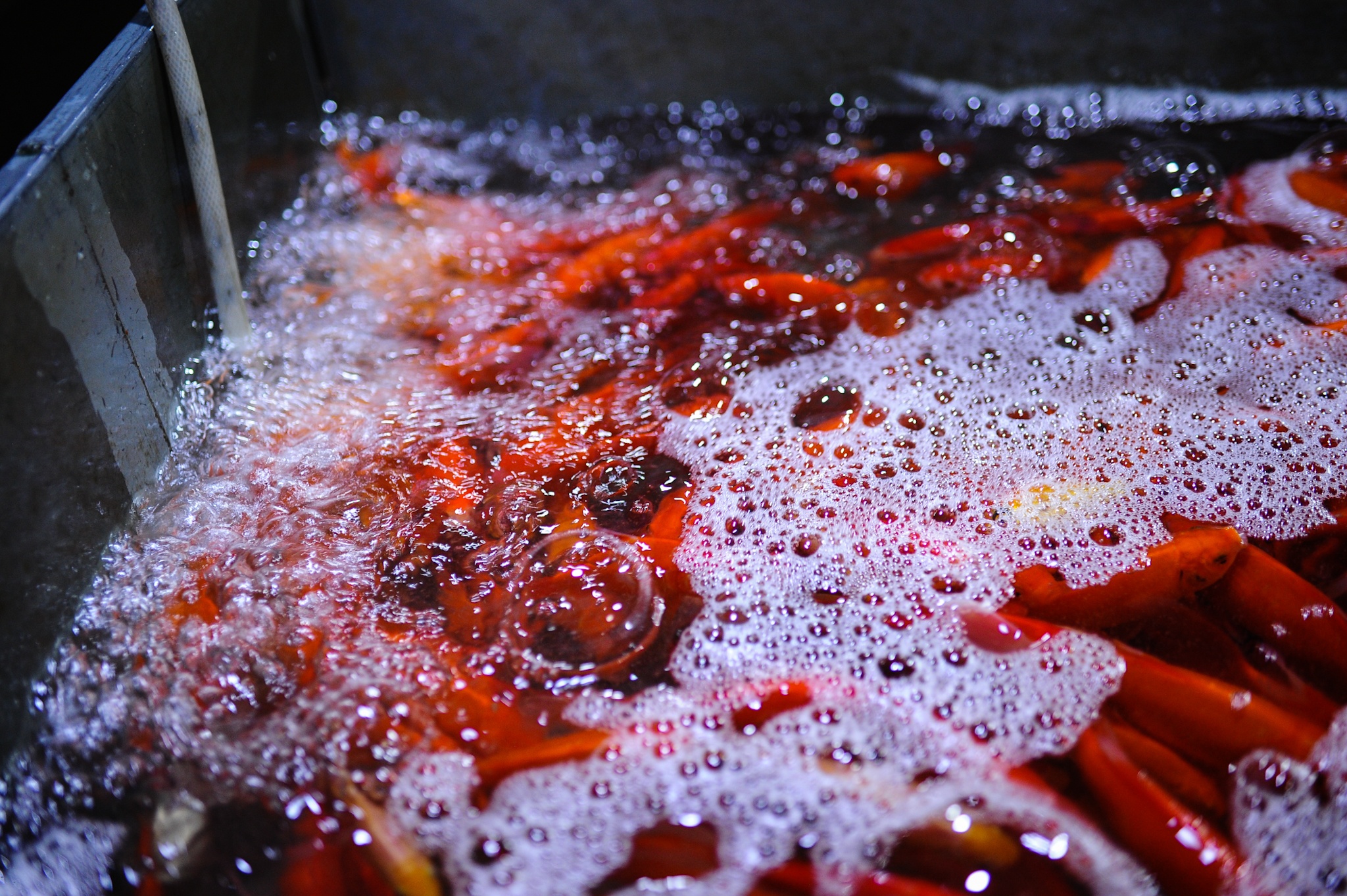 Tet ong cong ong tao anh 4