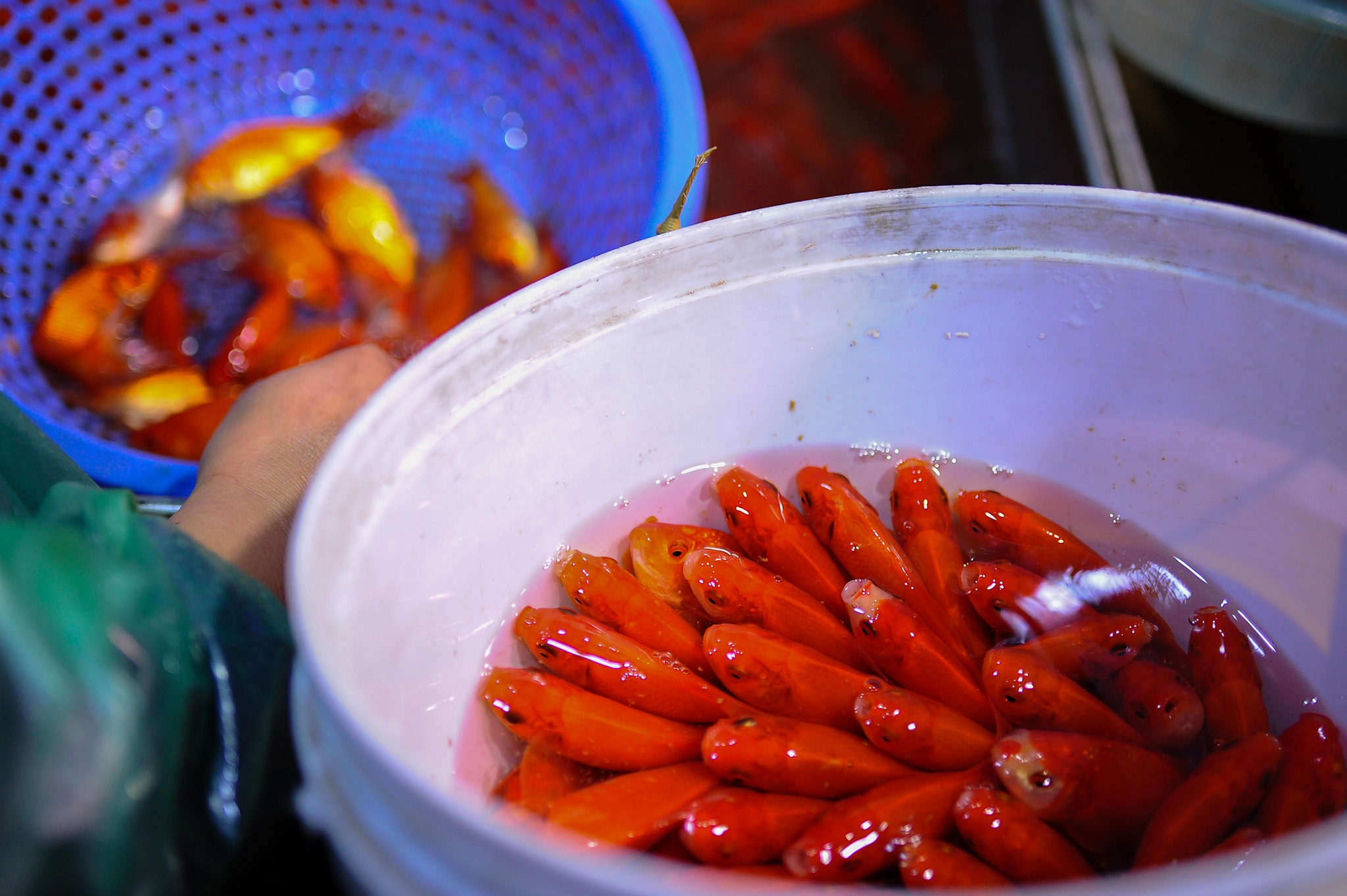 Tet ong cong ong tao anh 6