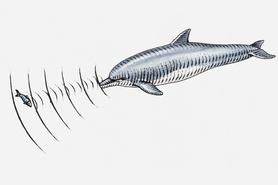 Giac quan thu 6,  thi nghiem ve giac quan thu 6 anh 2