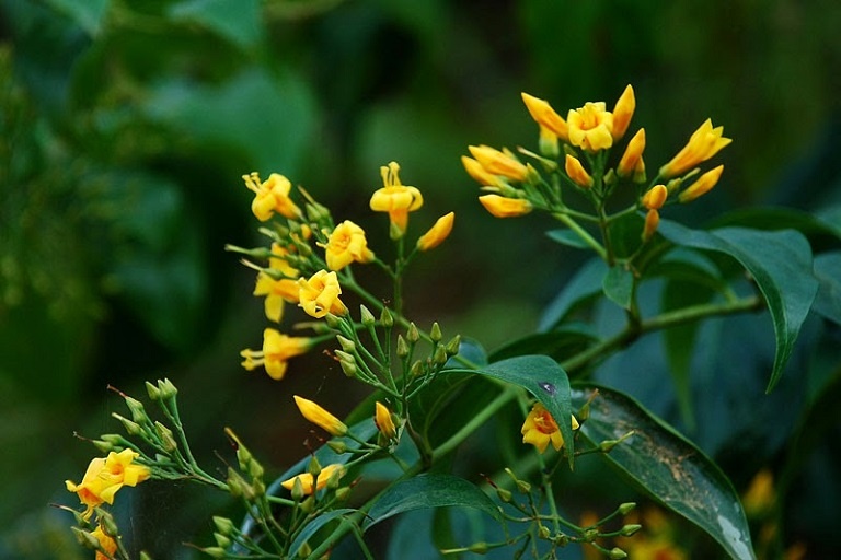 Hai nu sinh an nham la ngon, mot em tu vong hinh anh