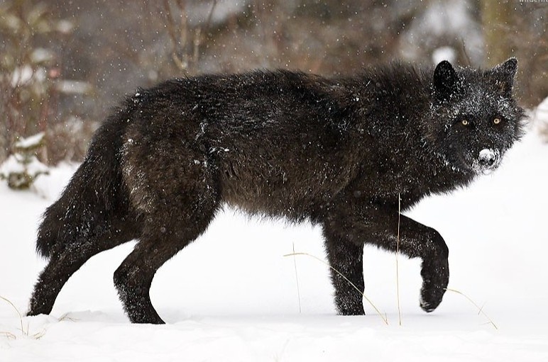 Virus khien long soi doi mau o Bac My hinh anh