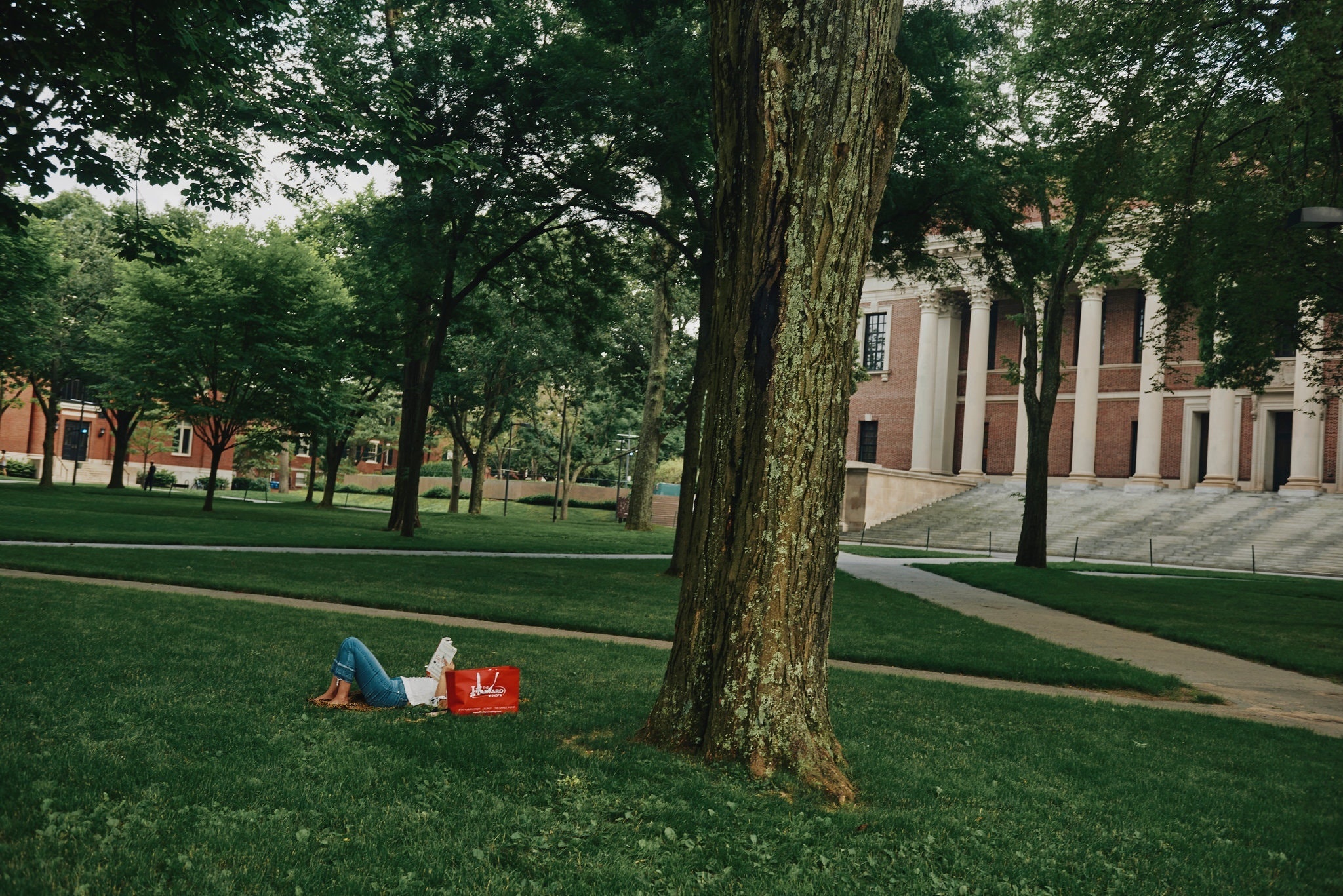 Harvard ap luc anh 1