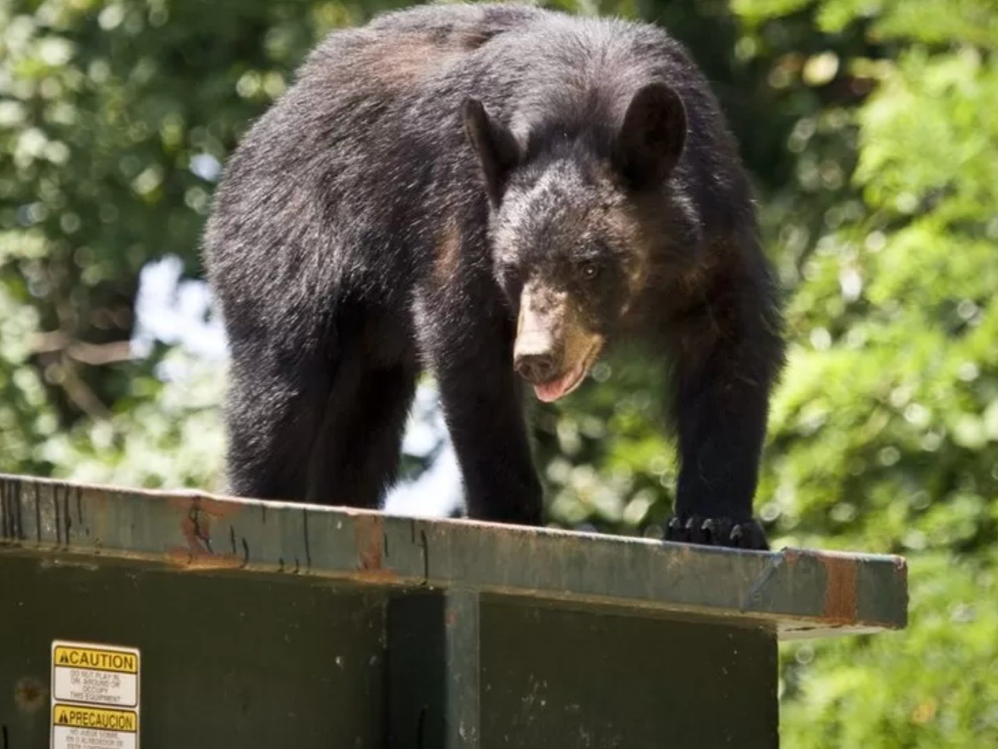 Tai sao gau den thich nap trong thung rac hinh anh