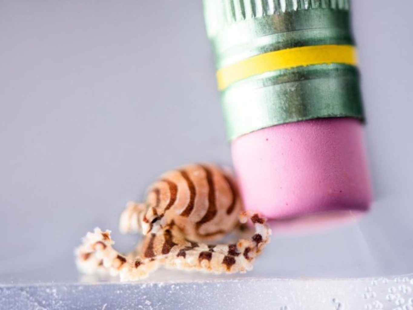 Dac diem nhan dang doc nhat cua bach tuoc hinh anh