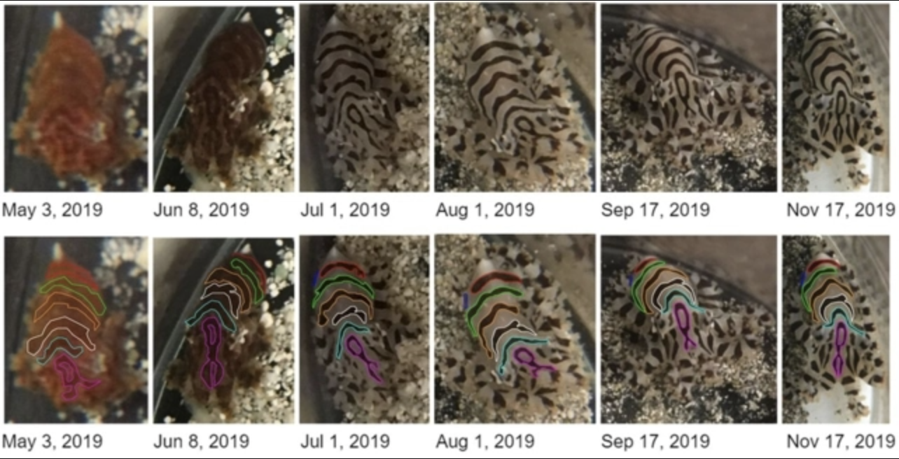 bach tuoc co van anh 1