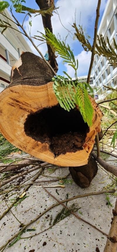 chặt cây xanh ảnh 2 chat cay xanh anh 2