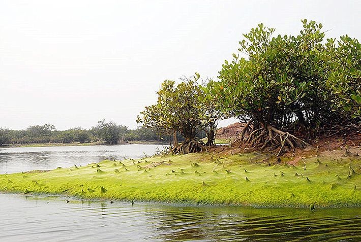 Tam dung tham quan Vuon quoc gia Xuan Thuy sau vu hoc sinh tu vong hinh anh