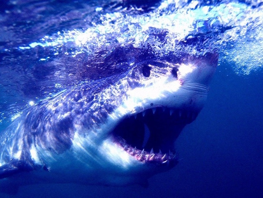 Loai ca song trong tim ca map hinh anh