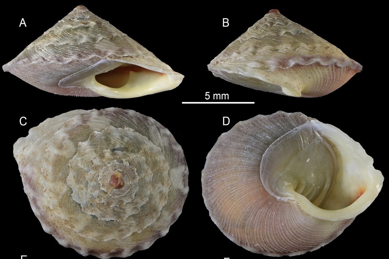 Nha khoa hoc Viet phat hien loai oc can moi hinh anh