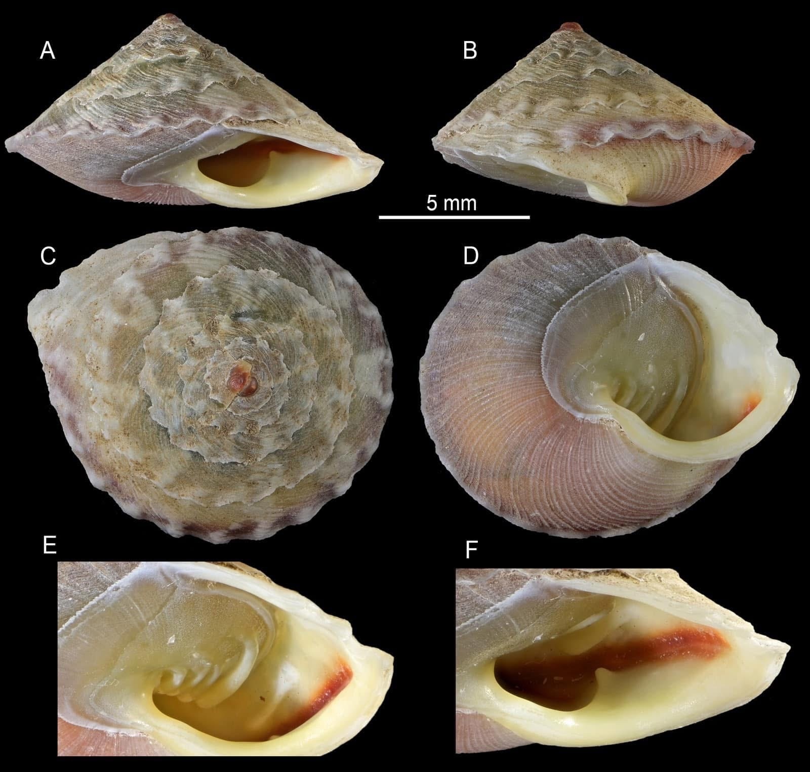 phat hien loai oc moi anh 1
