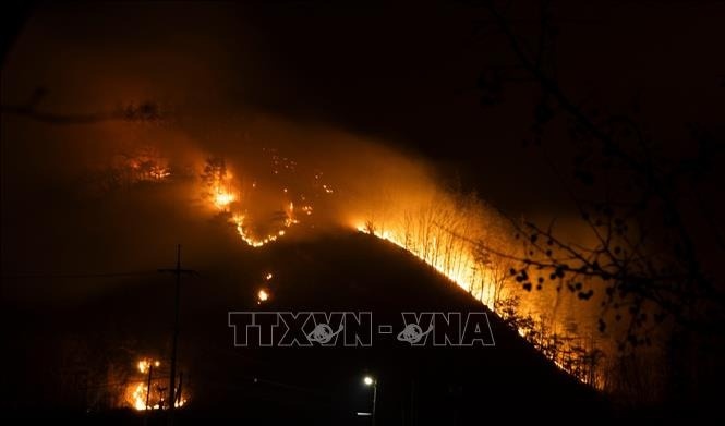 tham hoa chay rung anh 1