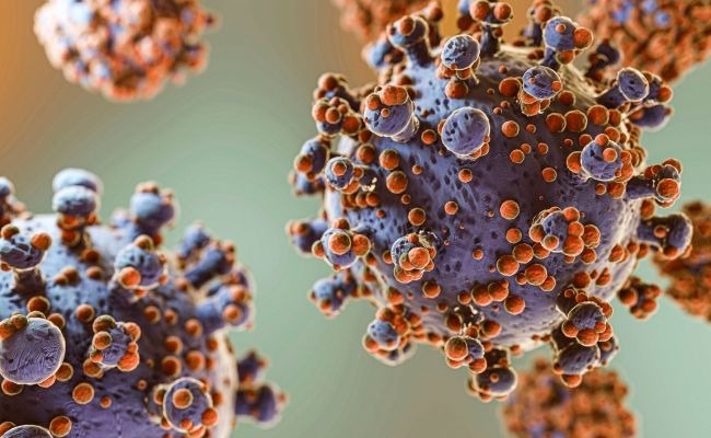 Xuat hien virus la gay trieu chung ho ra mau o Nga hinh anh