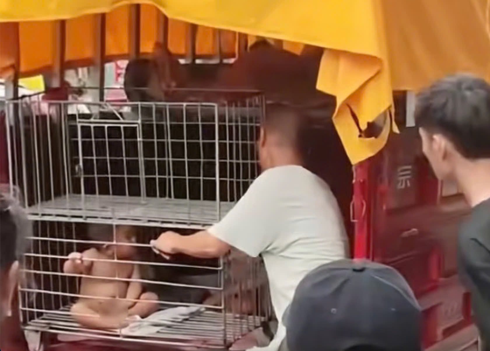 Phan no bo Trung Quoc nhot con moi biet di vao long sat hinh anh