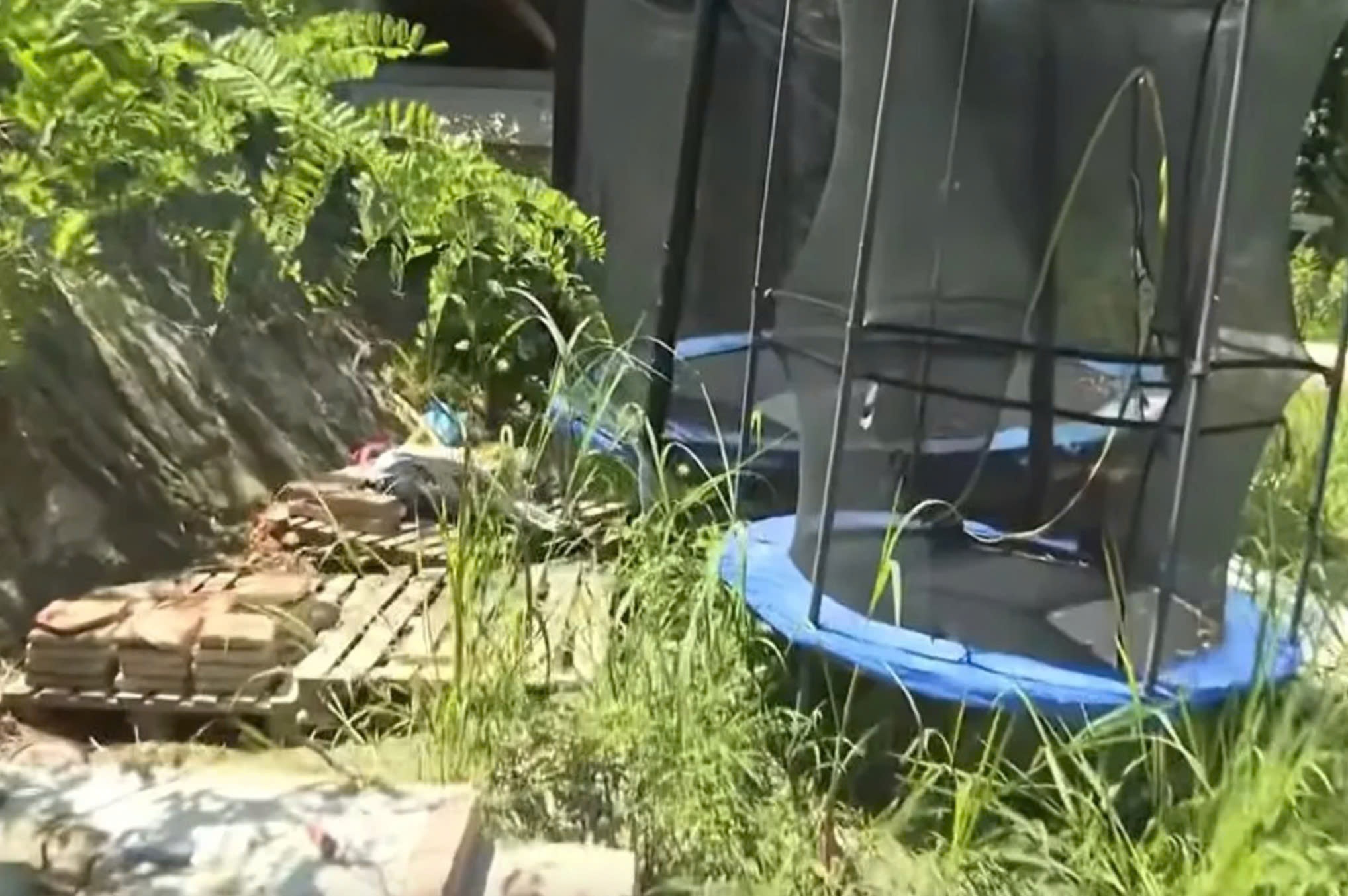 Bo mang hai con vao rung song biet lap, tre 9 tuoi van mac ta hinh anh