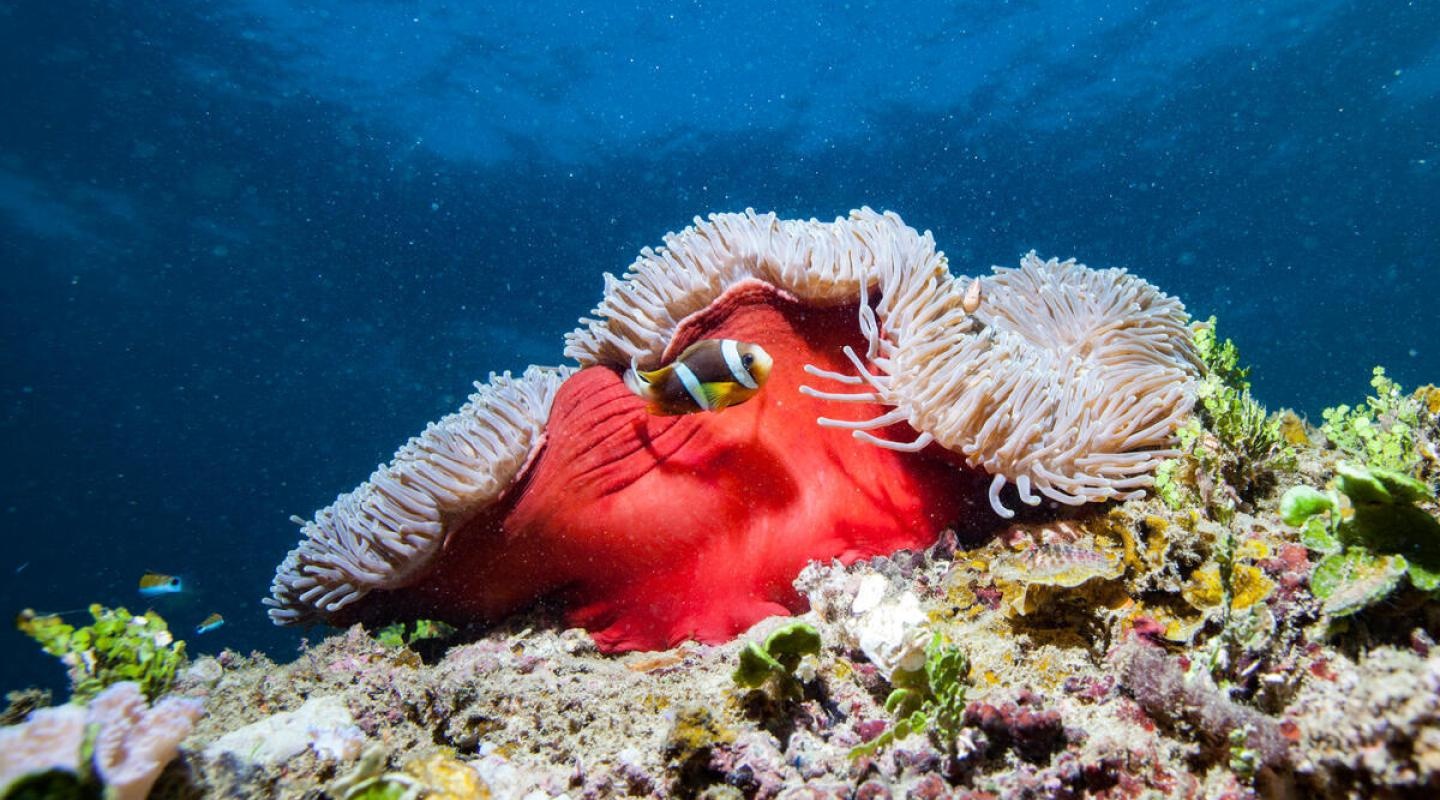 thu vi ve bien anh 5