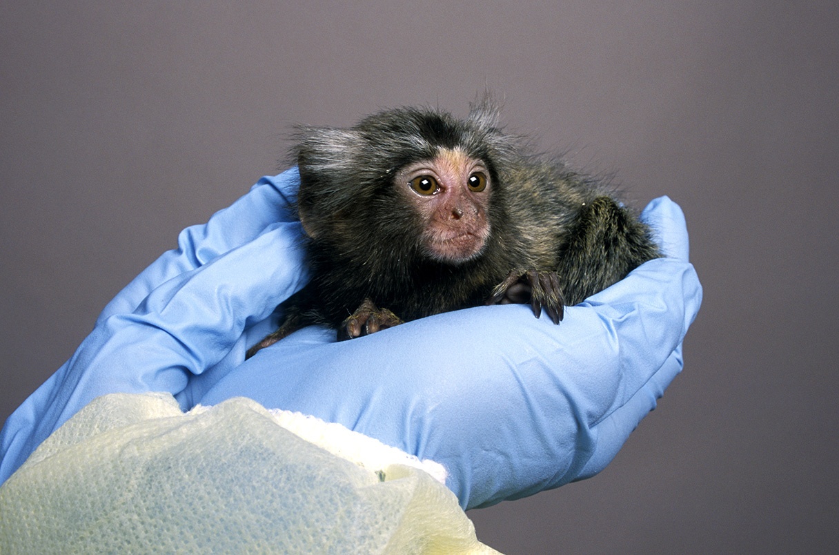 khi lun Marmoset,  the gioi dong,  dong vat quy anh 5