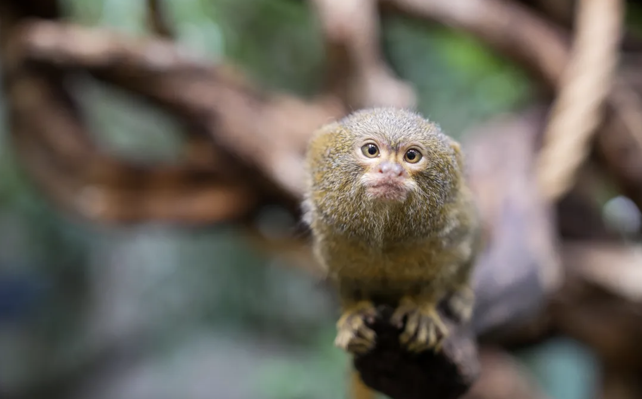 khi lun Marmoset,  the gioi dong,  dong vat quy anh 2