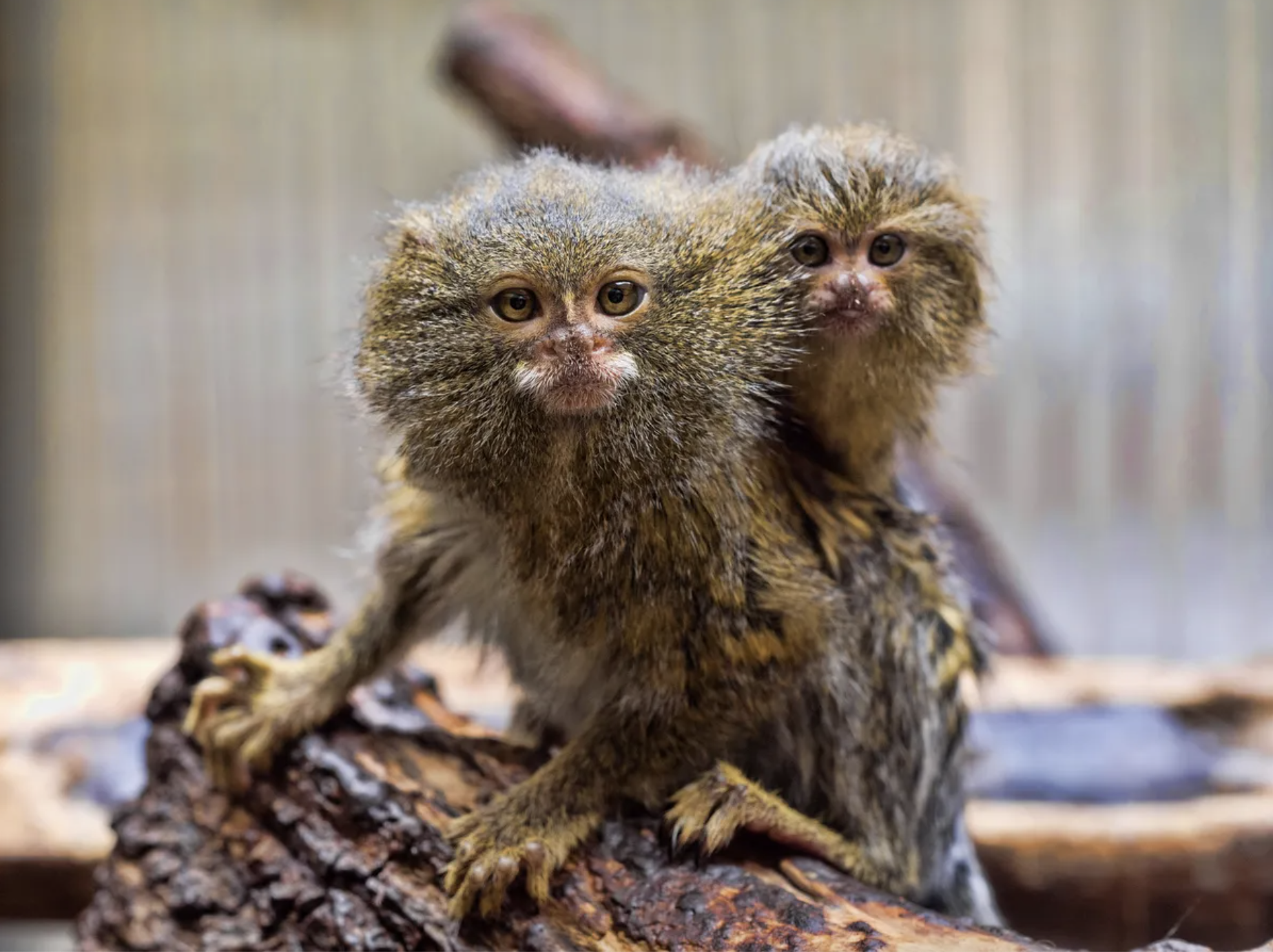khi lun Marmoset,  the gioi dong,  dong vat quy anh 1