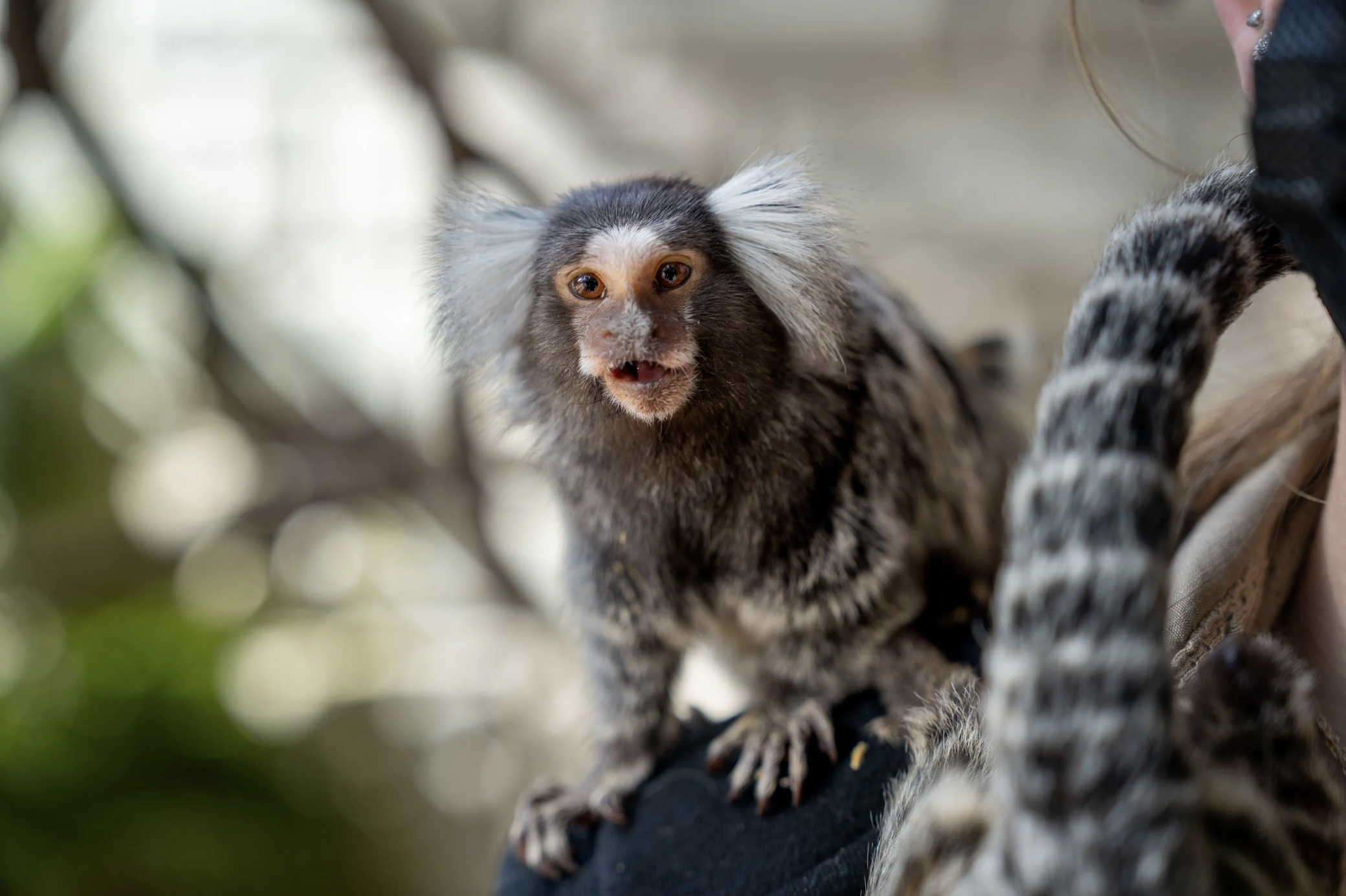khi lun Marmoset,  the gioi dong,  dong vat quy anh 4