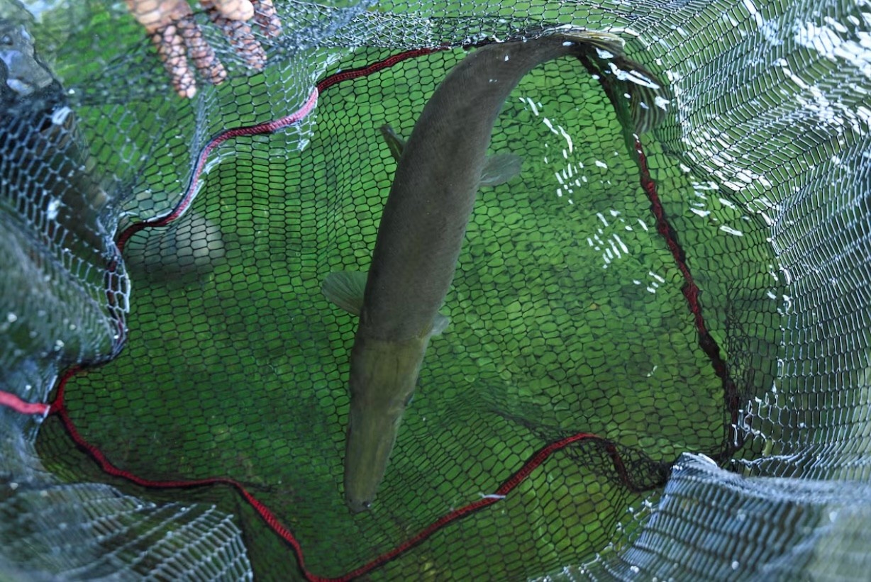 Chay dua voi thoi gian cuu loai ca co xua nhu khung long hinh anh