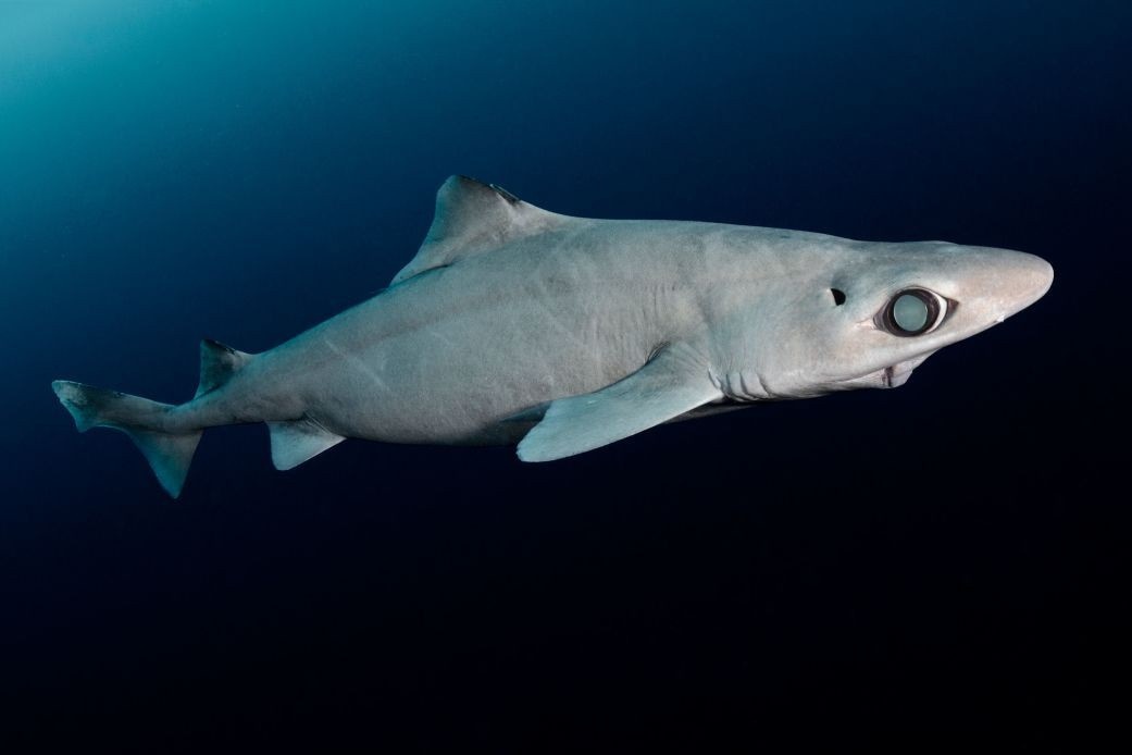 Sinh vat sot lai tu thoi tien su dang bi de doa hinh anh