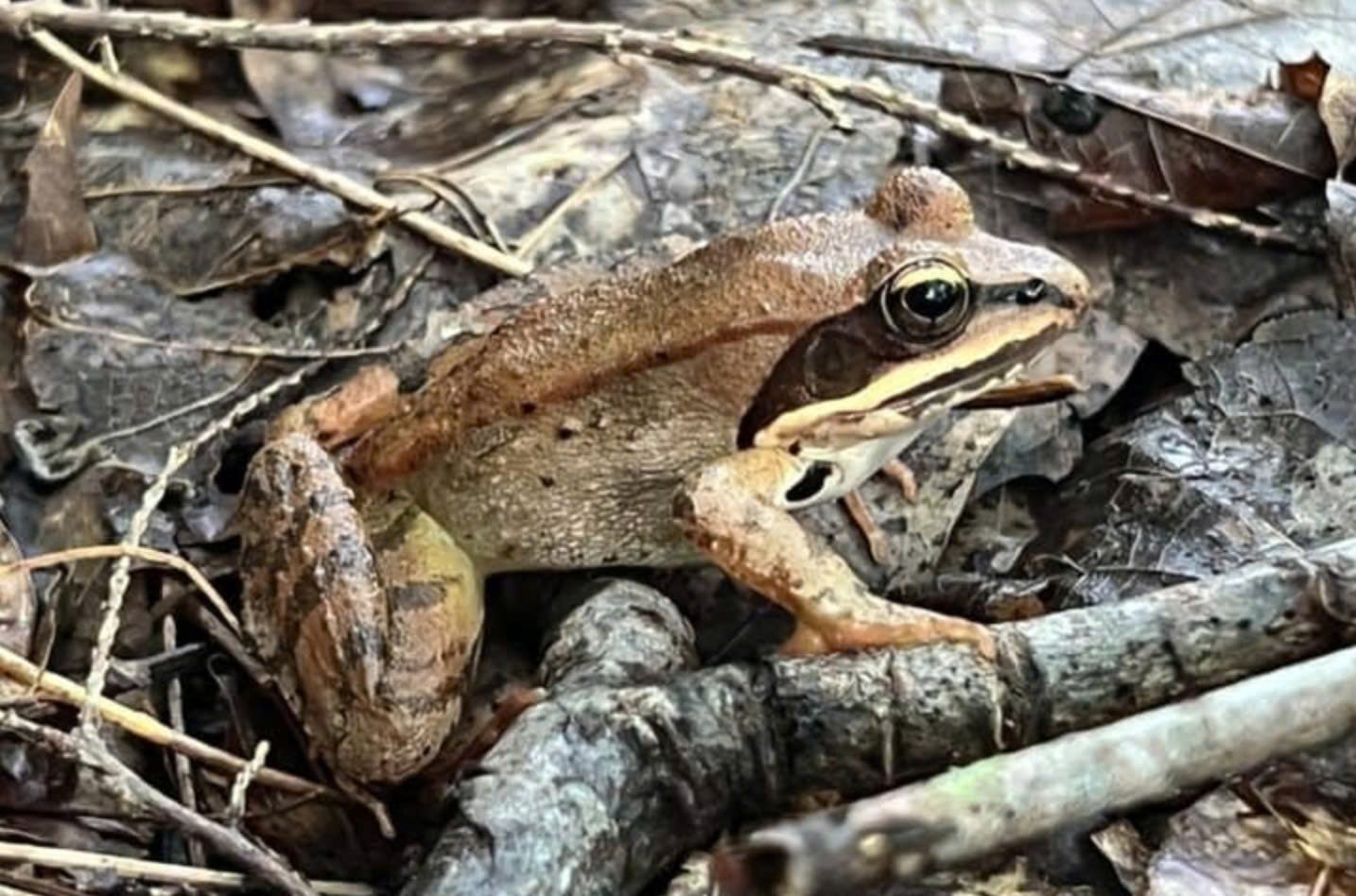 Loai ech go ‘dong bang’ roi hoi sinh moi mua xuan hinh anh