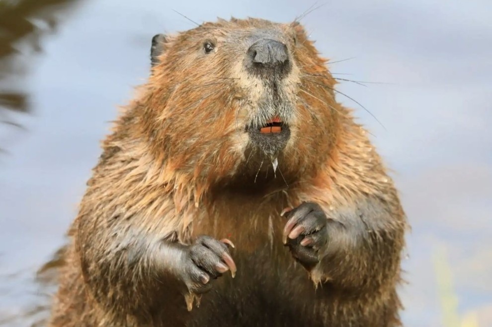 Phat hien thu vi ve nhung con hai ly hinh anh