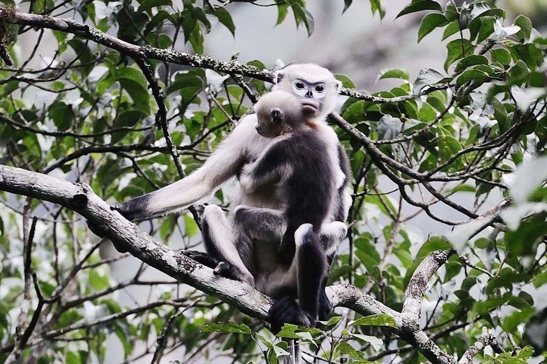 Vooc mui hech va nhung loai hiem nhat the gioi tim thay o Viet Nam hinh anh