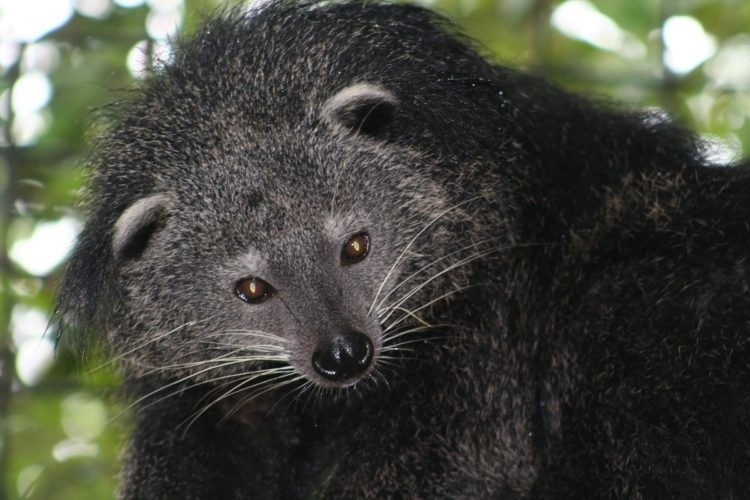 Nhung 'bau vat' hoang da hiem co, can duoc bao ve o Viet Nam hinh anh