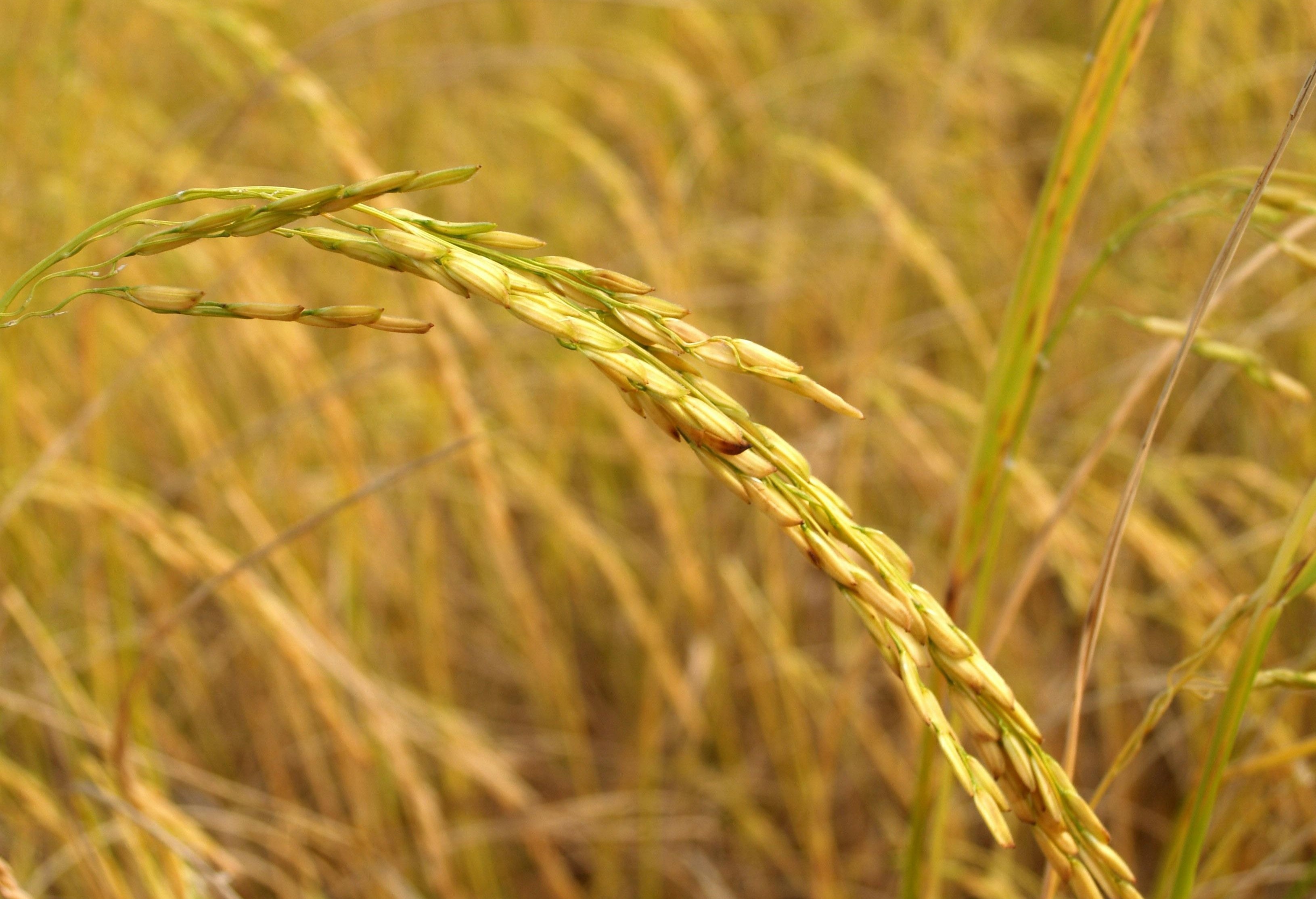 'Lua chin khong cui dau' gay tranh cai do dau? hinh anh