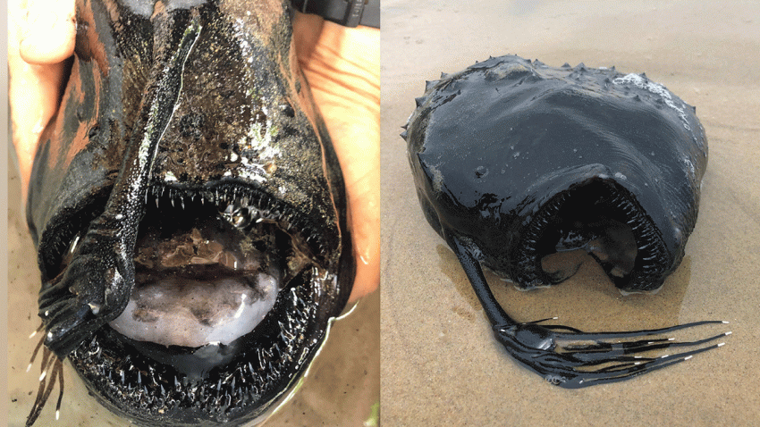 Ca la duoi bien sau gan 1.000 m dat vao bo hinh anh