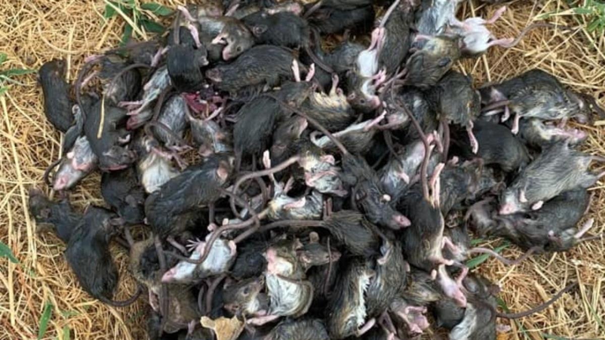 'That thu' vi tham hoa chuot, Australia quyet dung hoa chat cuc doc hinh anh