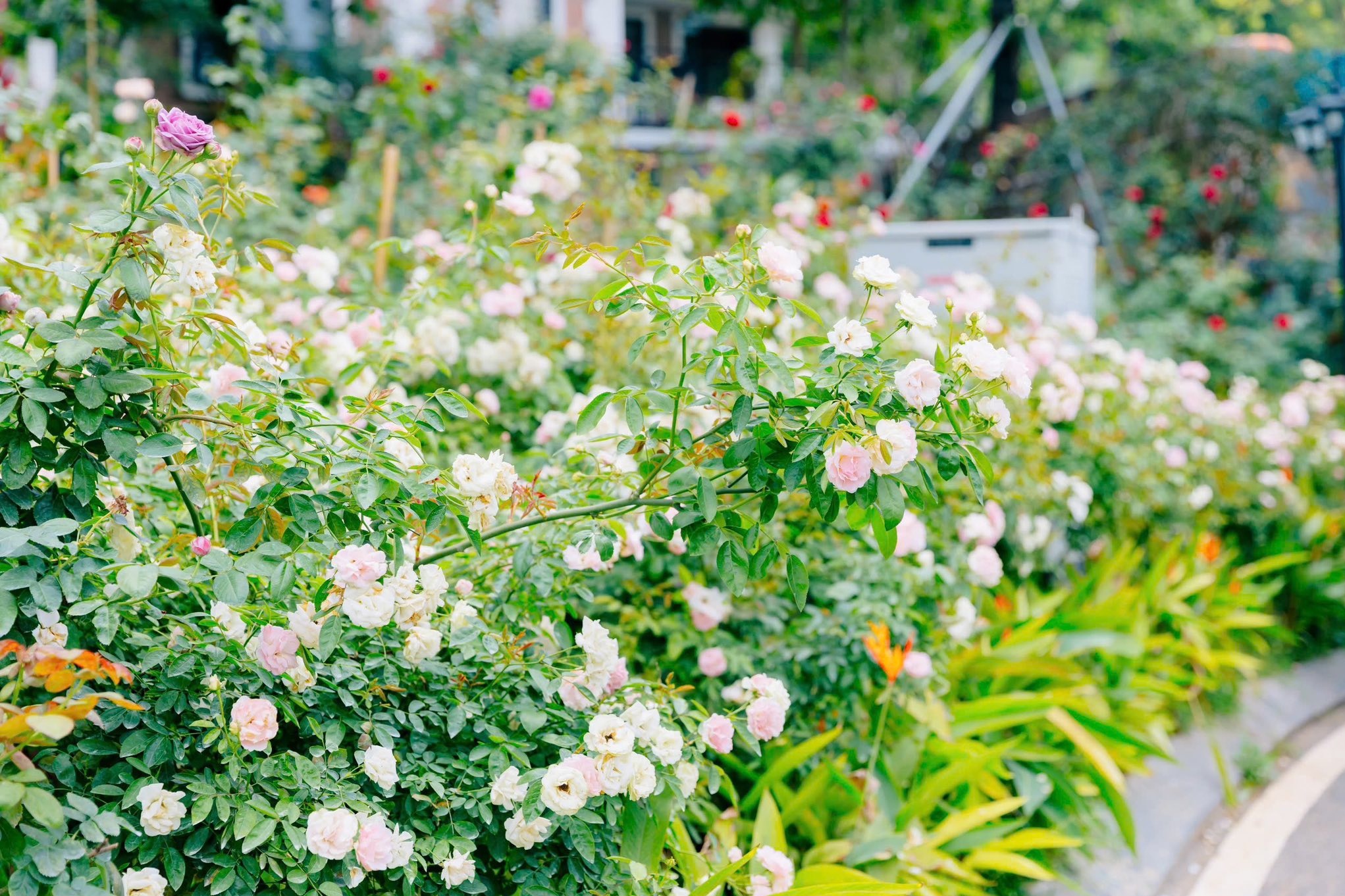 nhà nghỉ dưỡng ảnh 12 nha nghi duong anh 12