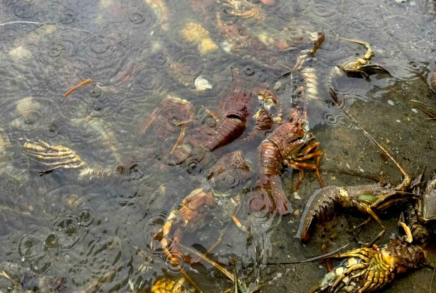 tôm hùm ảnh 10 tom hum anh 10