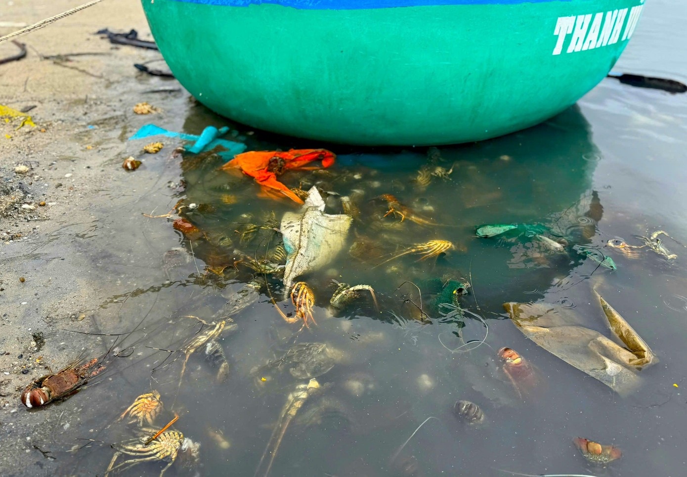 tôm hùm ảnh 4 tom hum anh 4