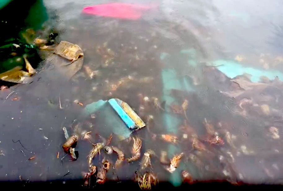 tôm hùm ảnh 7 tom hum anh 7