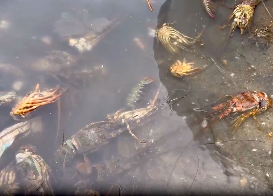 tôm hùm ảnh 8 tom hum anh 8