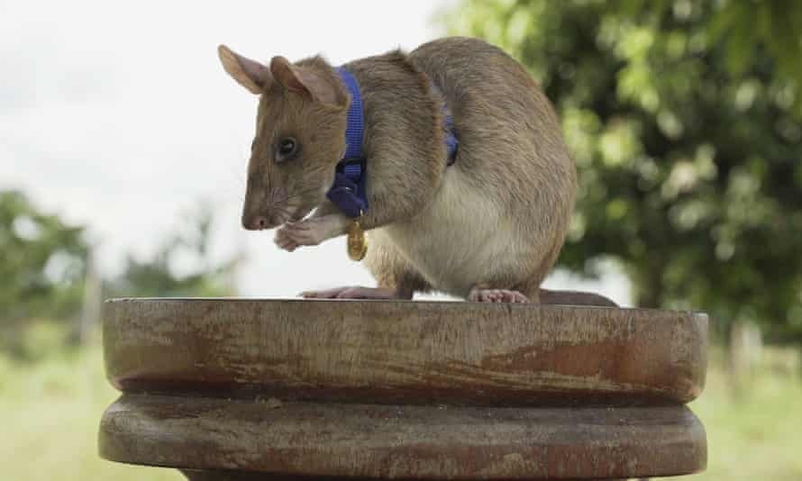 ‘Chuot anh hung’ nghi huu sau 5 nam danh hoi bom min o Campuchia hinh anh