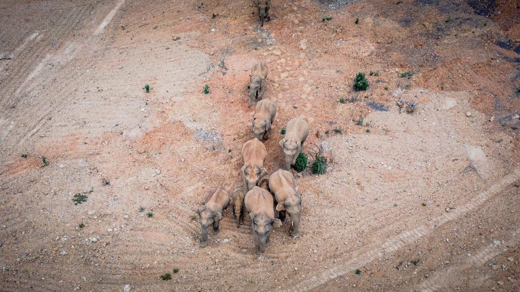 dan voi trung quoc anh 8