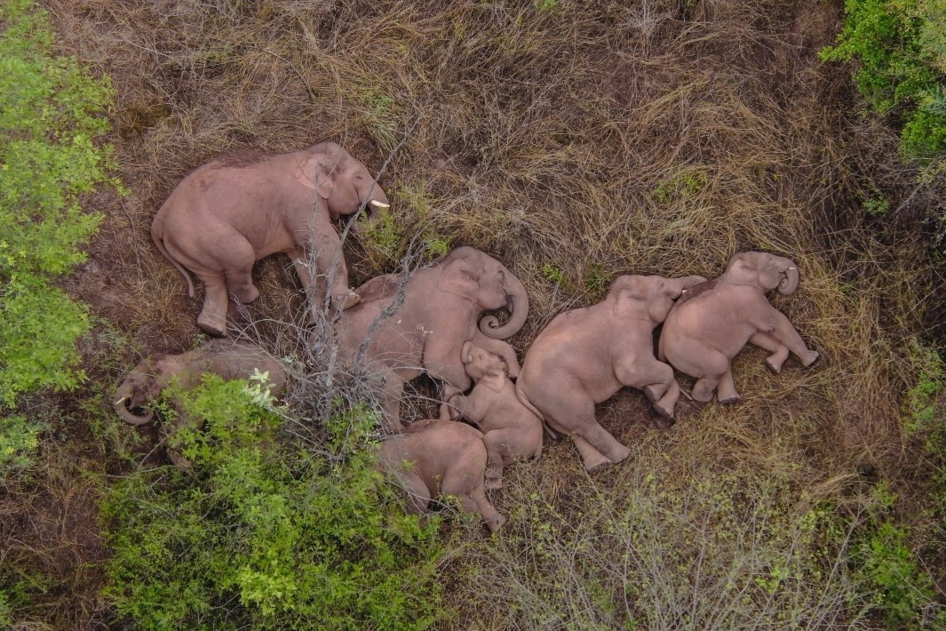 Dan voi rung Trung Quoc lan ra ngu sau hanh trinh 500 km hinh anh