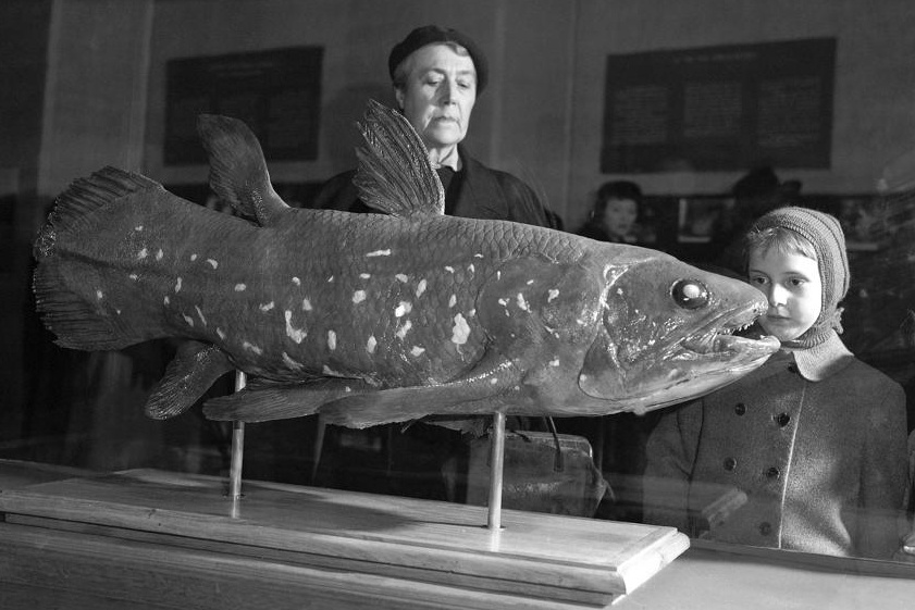 ca Coelacanth anh 1
