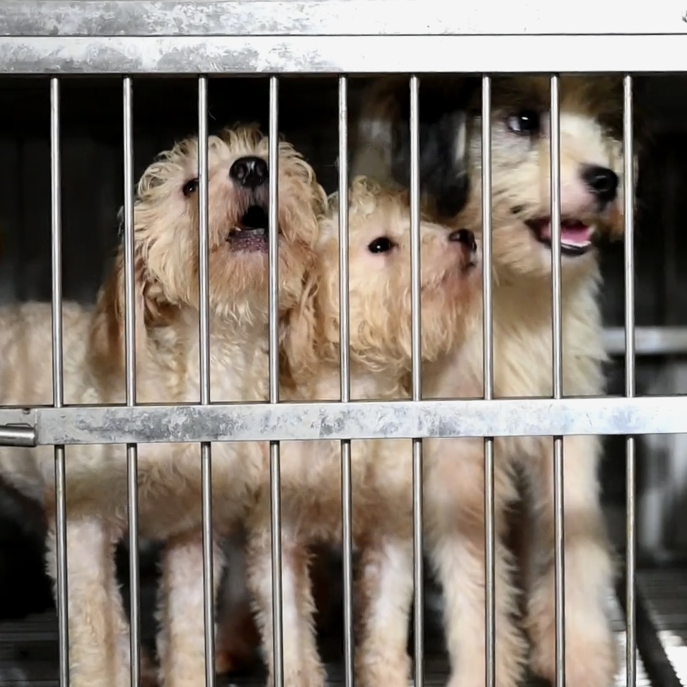 giai cuu cho meo anh 3