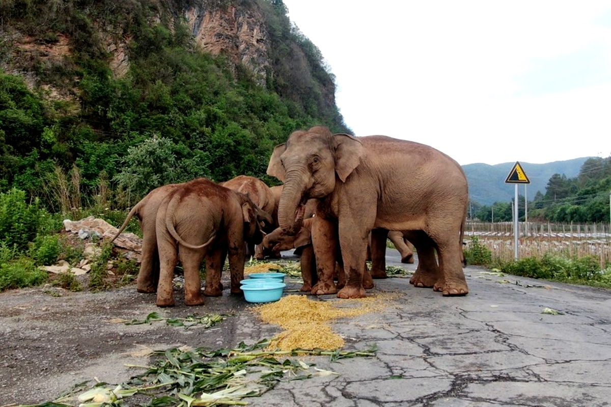 dan voi rung trung quoc anh 3