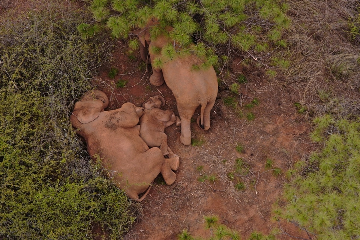 dan voi rung trung quoc anh 2